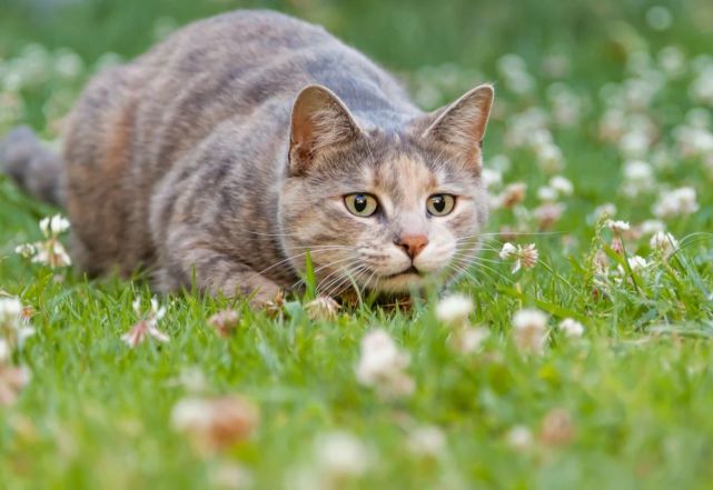 如何控制家猫捕食野生动物?科学家研究了355只猫,找到