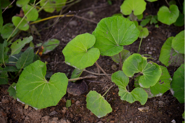 荒野维生野菜系列—大吴风草