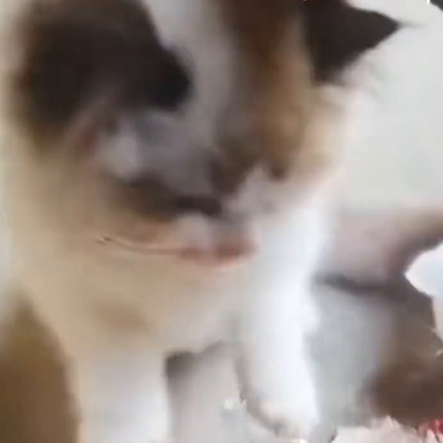 宠物猫偷吃主人养的金鱼被抓现行揪起来时还一脸无辜