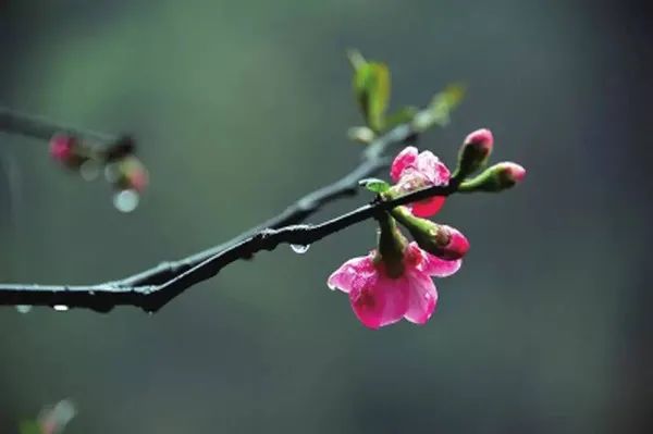 方知春雨贵如油.万物滋润皆复苏,甘露点点落田中.