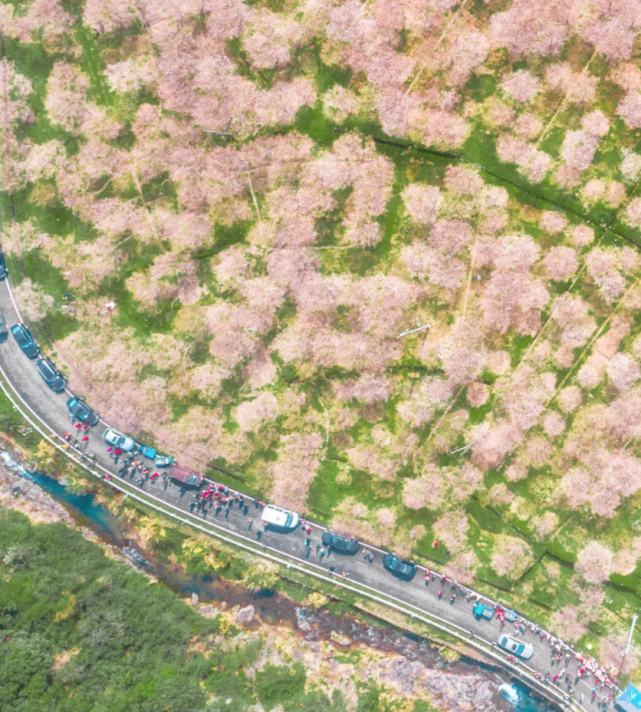 地址:绍兴市上虞区章镇镇张村樱花谷,建议自驾前往,直接导航到"上虞