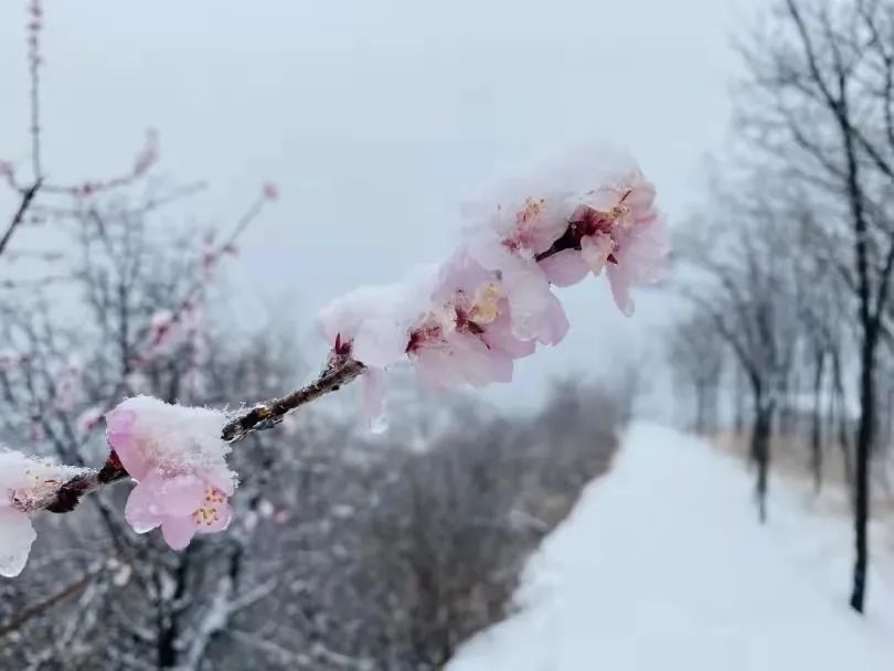 桃雪有幸,与人皆和丨牛年第一场桃花雪,惊艳整个春天!