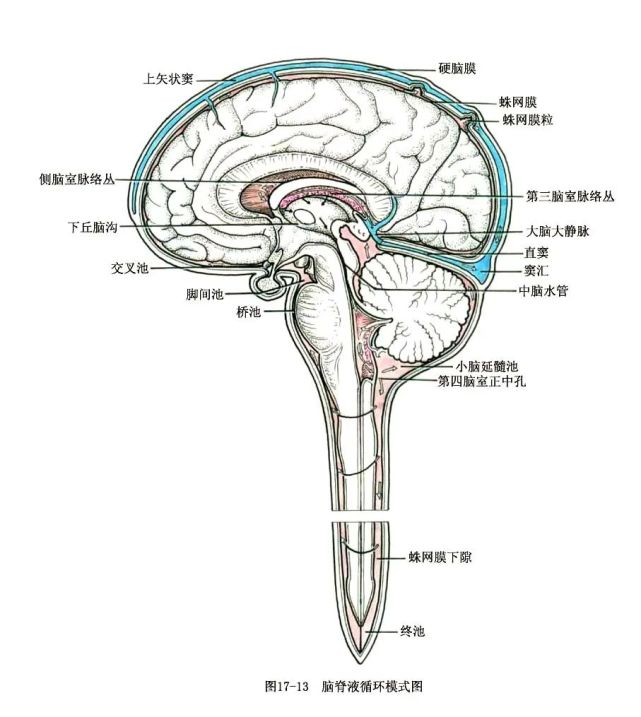 系统解剖线条绘图—脑,脊髓的被膜和血管