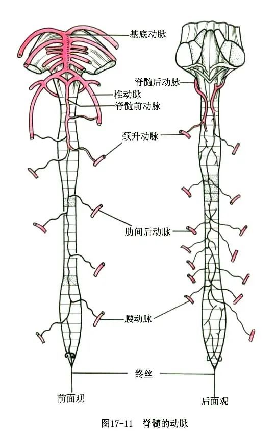 系统解剖线条绘图—脑,脊髓的被膜和血管