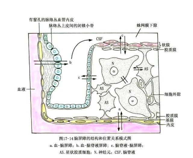 系统解剖线条绘图—脑,脊髓的被膜和血管