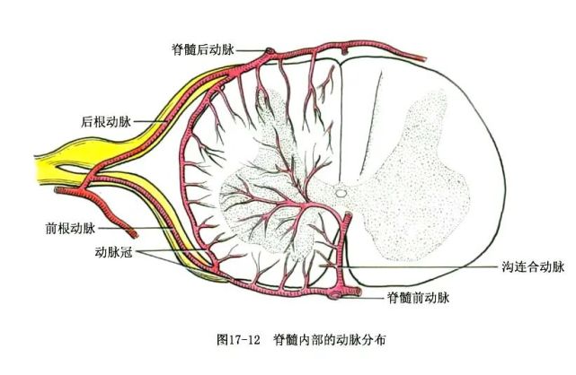 系统解剖线条绘图—脑,脊髓的被膜和血管