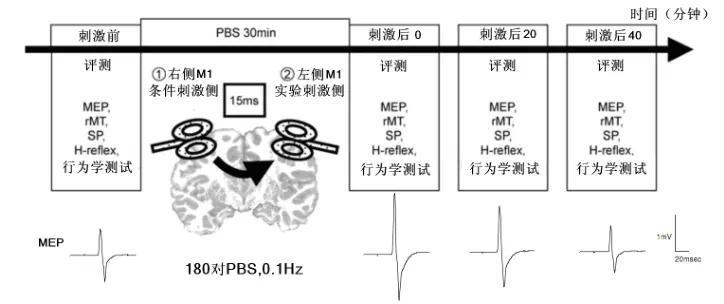 第一个tms在右侧m1(条件侧)上,第二个tms在左侧m1(试验侧)上,刺激间隔