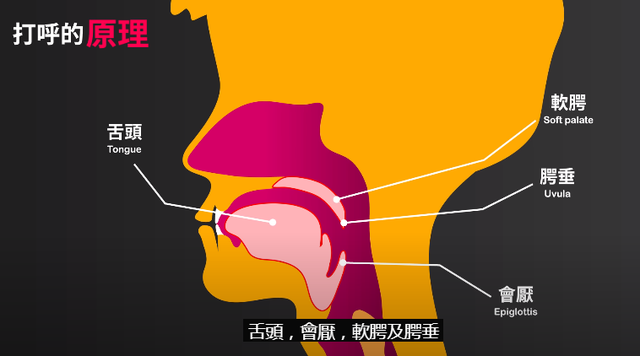 打呼噜的成因?认清这常见的七个误区!