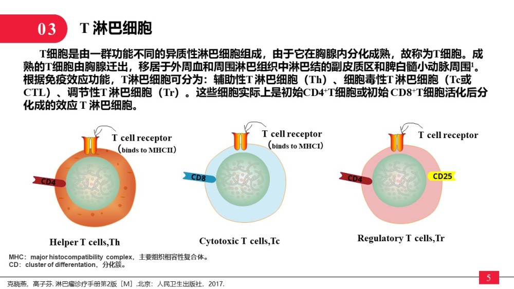 淋巴细胞概述