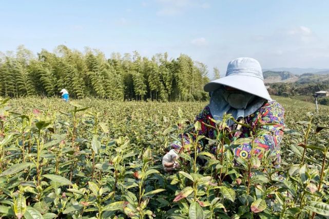 同新茶场负责人潘庆华告诉记者,为及时采摘茶叶,特地从本地及临近的