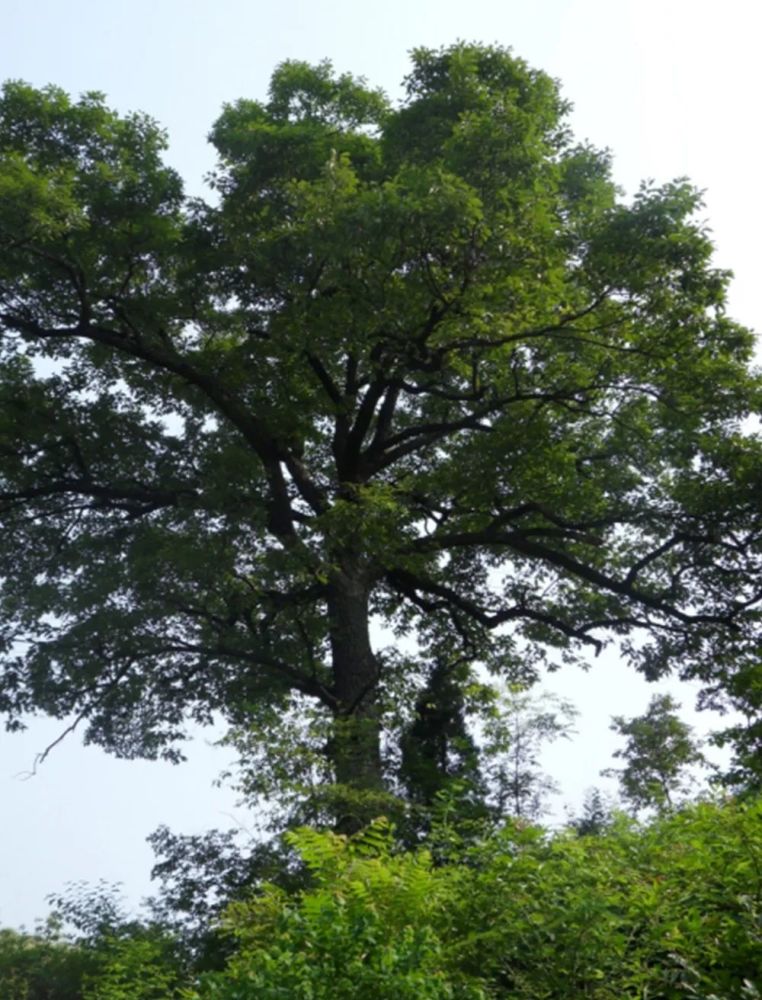 乌冈栎,壳斗科,栎属,分布于金蟾峡村七组秦送沟船头庙左侧朱家屋场,树