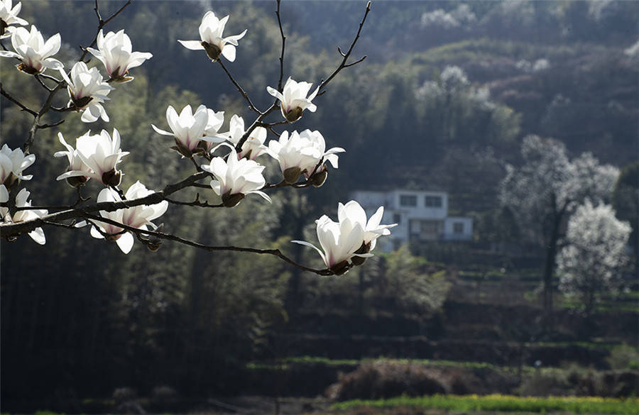 怀宁县石镜乡:望春花开 乡村入画