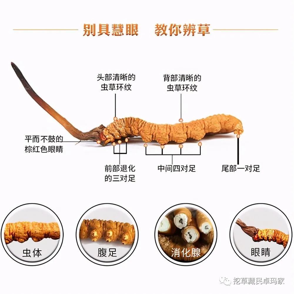 冬虫夏草对癌症有什么作用?冬虫夏草对癌细胞有抑制生长的作用吗?