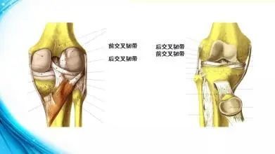 收藏膝关节解剖高清图解