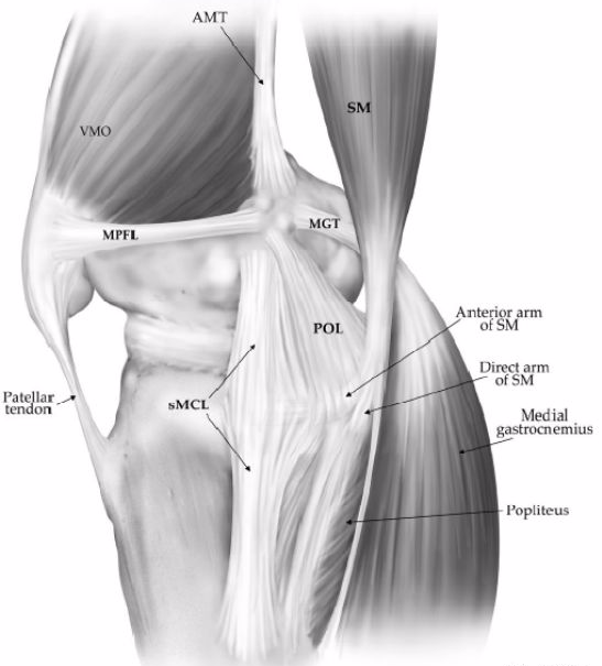 收藏|膝关节解剖高清图解