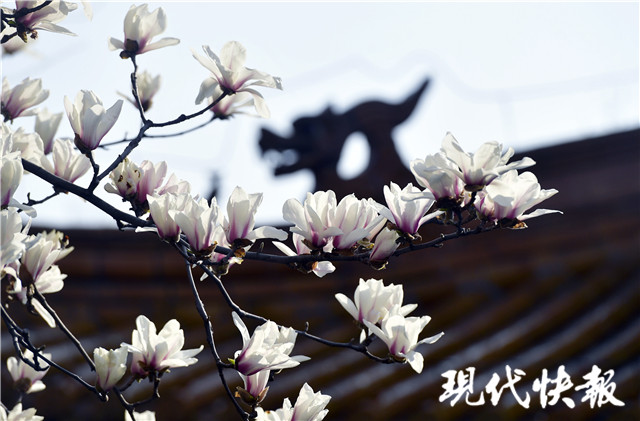 南京玉兰花开了，这些绝美的赏花地你都知道吗_腾讯新闻