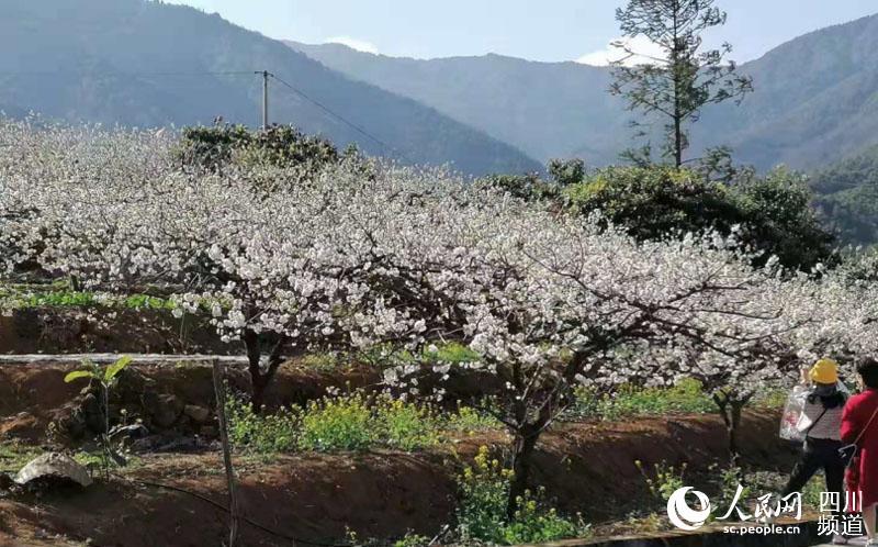 四川凉山:德昌角半沟樱桃花开春意浓