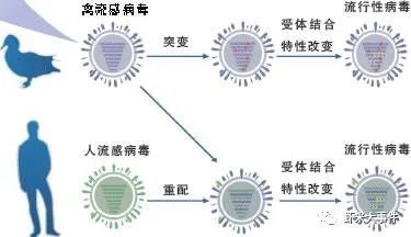 "超级杀手"西班牙流感——致命流感,变异病毒,大爆发
