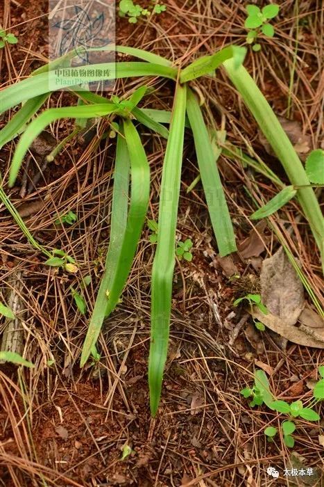 珍珠露水草见过吗温经通络治风湿性关节炎四肢麻木