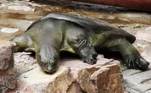 当仅剩的斑鳖新娘死亡后,全球仅剩四只悲惨的斑鳖鳏夫