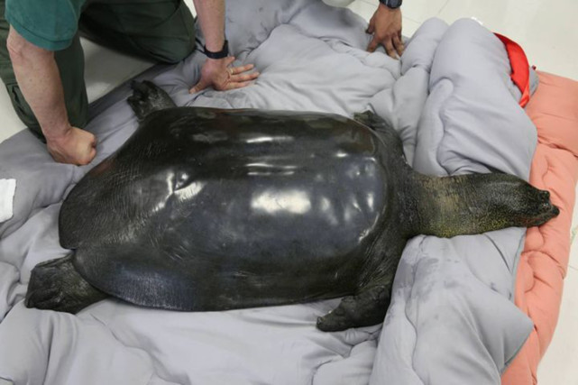 当仅剩的斑鳖新娘死亡后,全球仅剩四只悲惨的斑鳖鳏夫