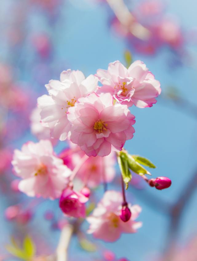 花朵摄影7个错误你别犯,再送你7大技巧,帮你春天拍好花朵照片
