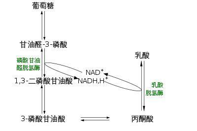 慢速糖酵解过程会出现在人体进行有氧运动(低强度运动)的时候,比如