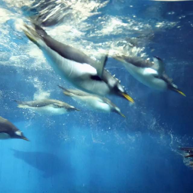 海洋动物排名_海洋动物简笔画(3)