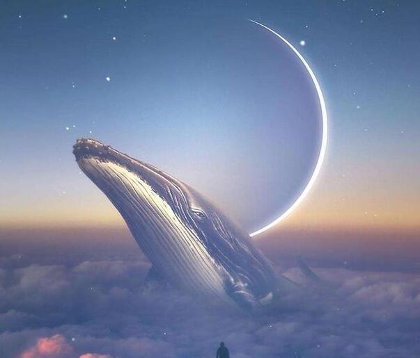 一鲸落成就万物生为何最浪漫的死亡成就了生态系统