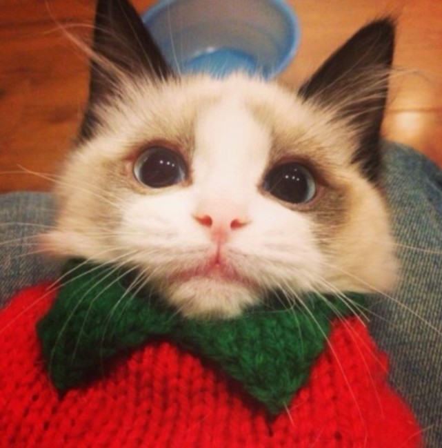 一大波关于可爱猫咪头像,喜欢建议用用