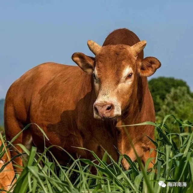 一头公牛,名叫黄皮,体格健壮,肤色金黄,性格倔强,一幅高大威猛的模样