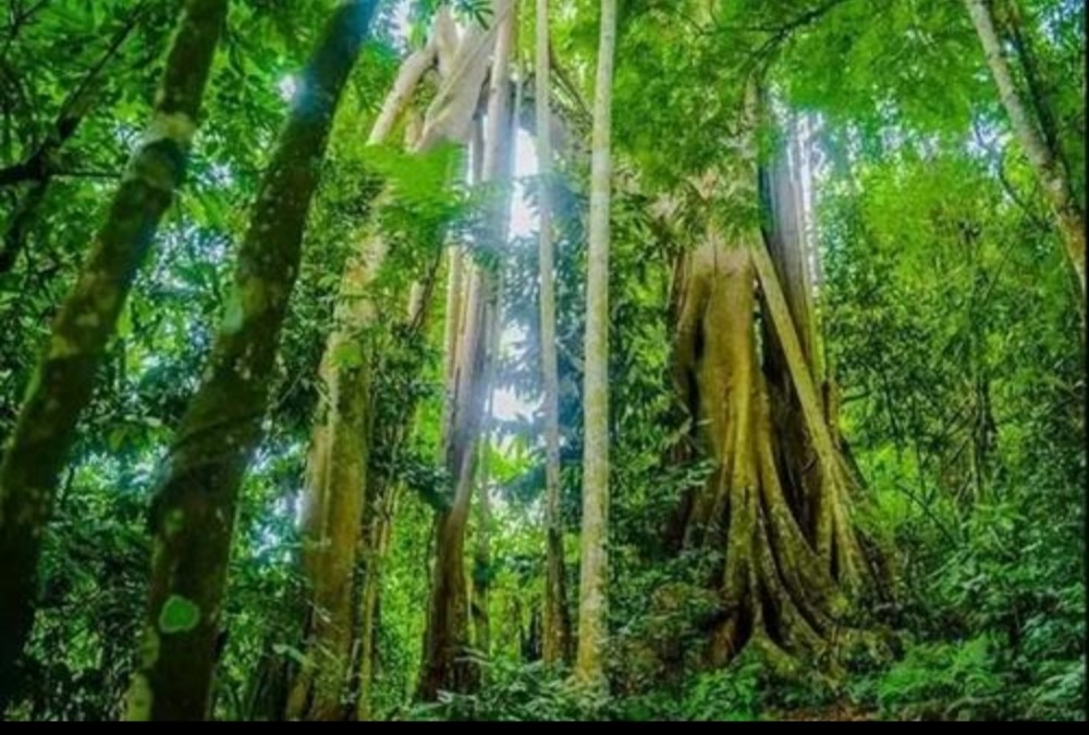 云南西双版纳热带雨林自然之美动植物王国真正的勐巴拉纳西