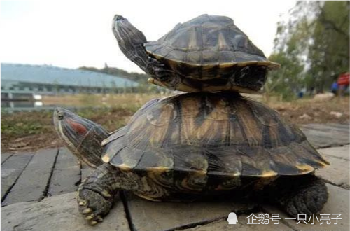 "巴西红耳龟"入侵中国,6个月就能繁殖,长江已经"失守"?