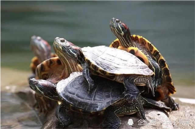 "巴西红耳龟"入侵中国,6个月就能繁殖,长江已经"失守?