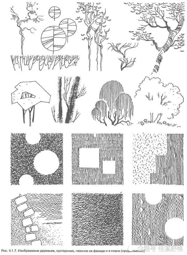 植物速写手绘:从线条到造型,图解示范教你画,初学者必