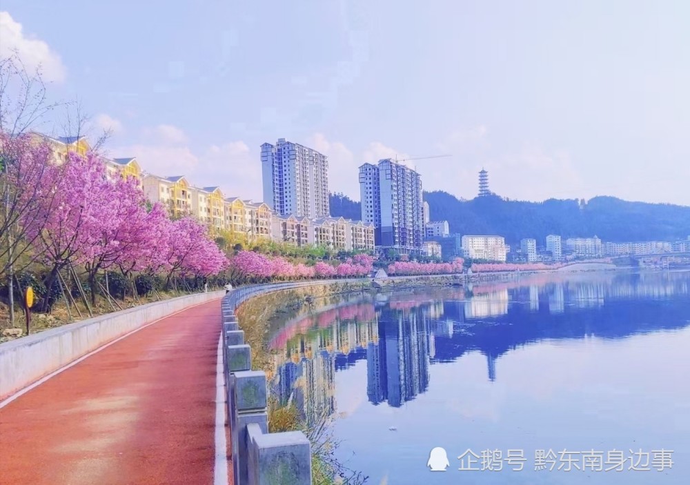 贵州锦屏县三江六岸的樱花开了,游人如织_腾讯新闻