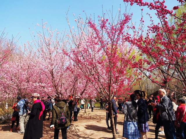 第一波樱花开了上海市区最大赏樱胜地一个春天看尽28种樱花