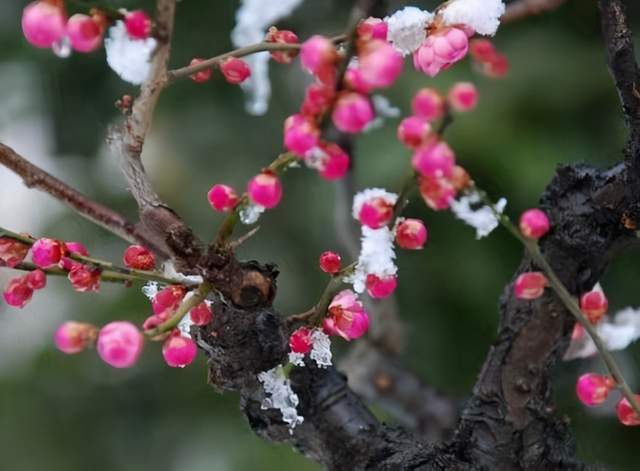 春雪美傲梅艳