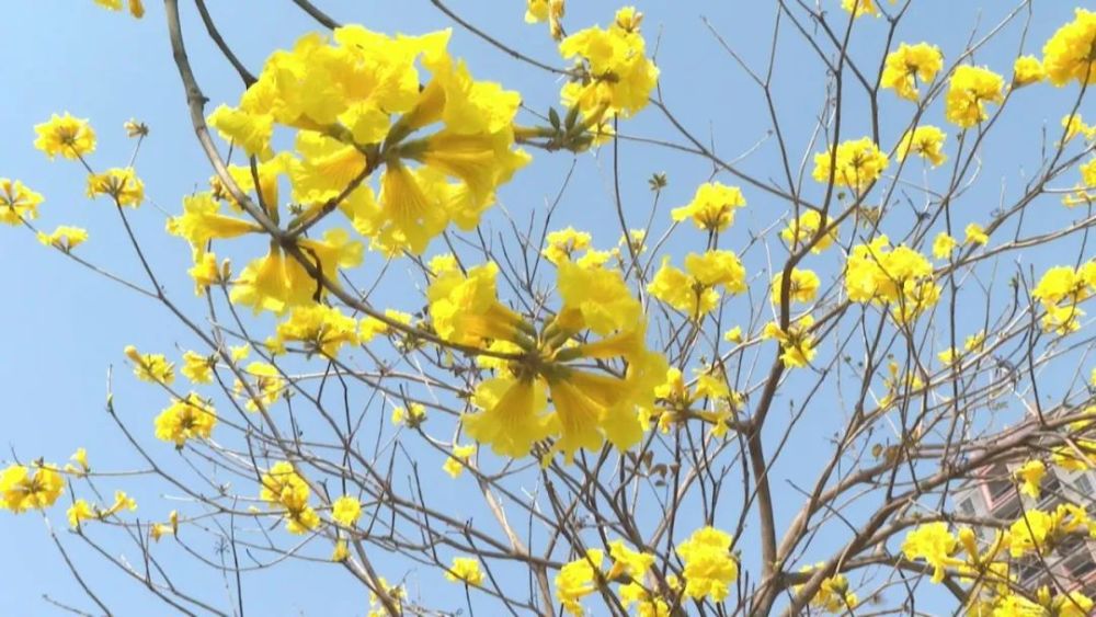 市民 朱先生:这么漂亮的花,黄花风铃木.