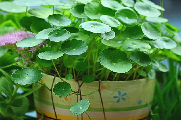 铜钱草和香菇草有什么区别它们是一种植物吗