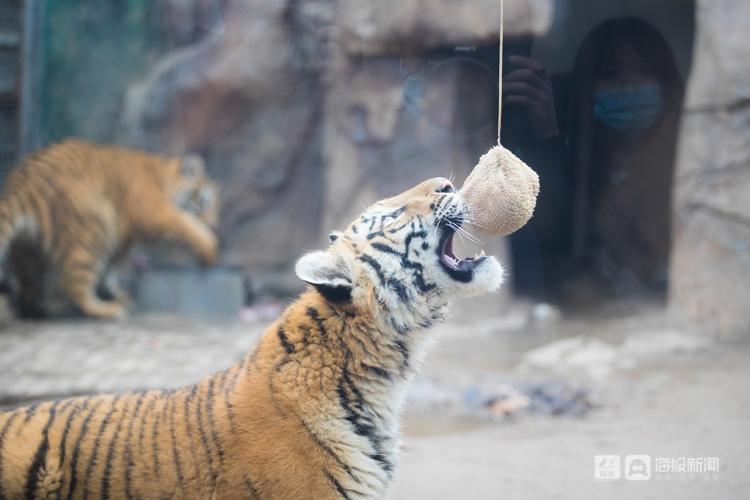 肚包肉,水果糖葫芦……济南动物园的老虎,猴子们吃元宵大餐啦