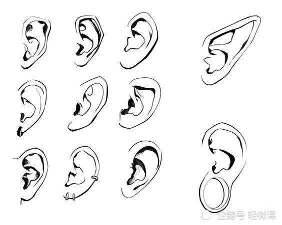 耳朵画法素材五官绘画技巧学起来