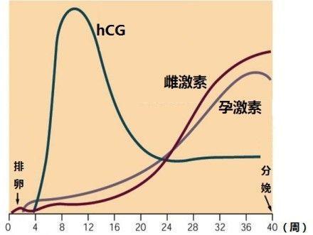 而这其中又以孕酮激素,人类绒毛膜促性腺激素,雌性激素这三种为典型.