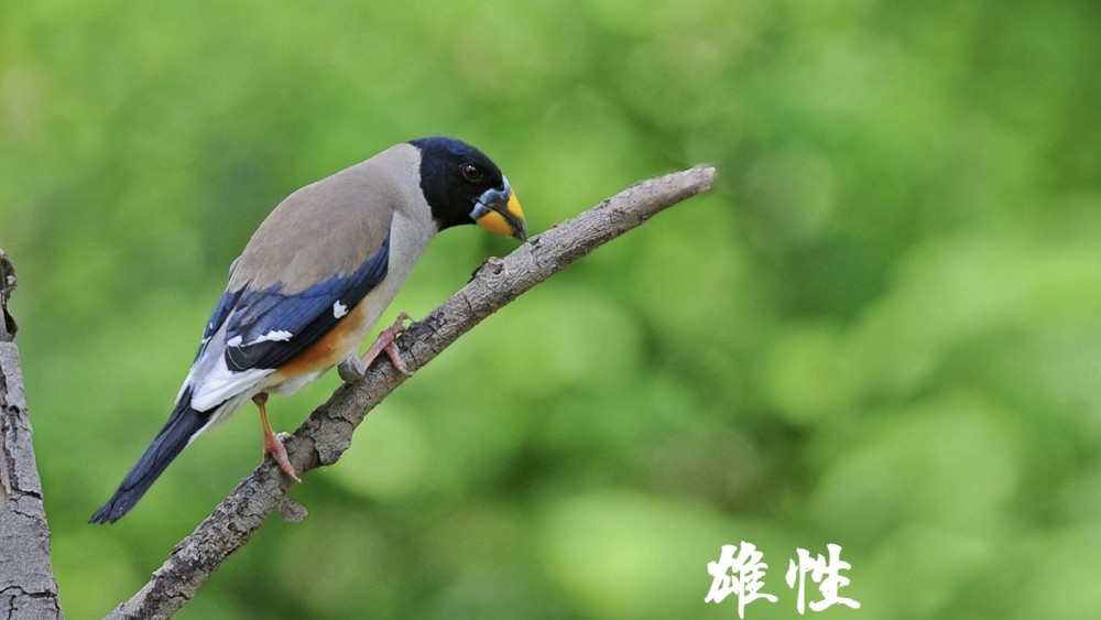 一分钟带你认识动物黑尾蜡嘴雀