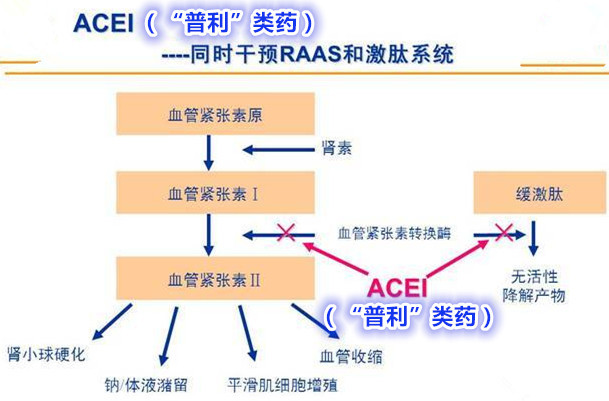 "普利"和"沙坦,降压好"兄弟,先看哥哥"普利"