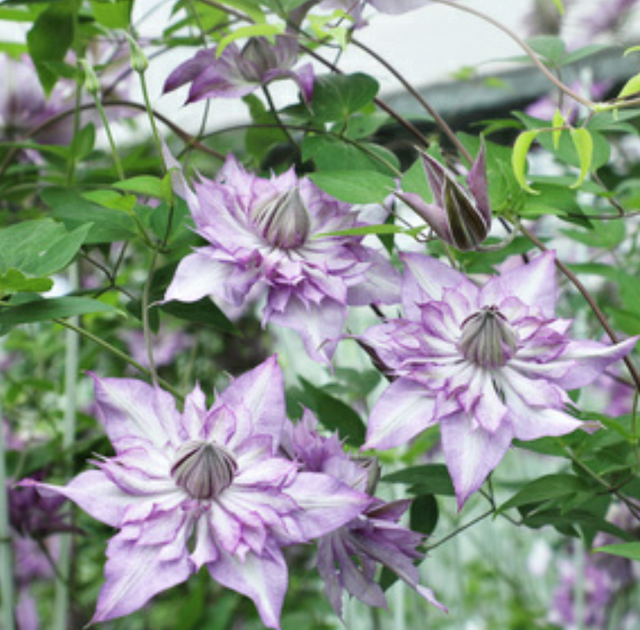 铁线莲初春这样养,花芽叶芽一起长,营造春夏秋美美的"