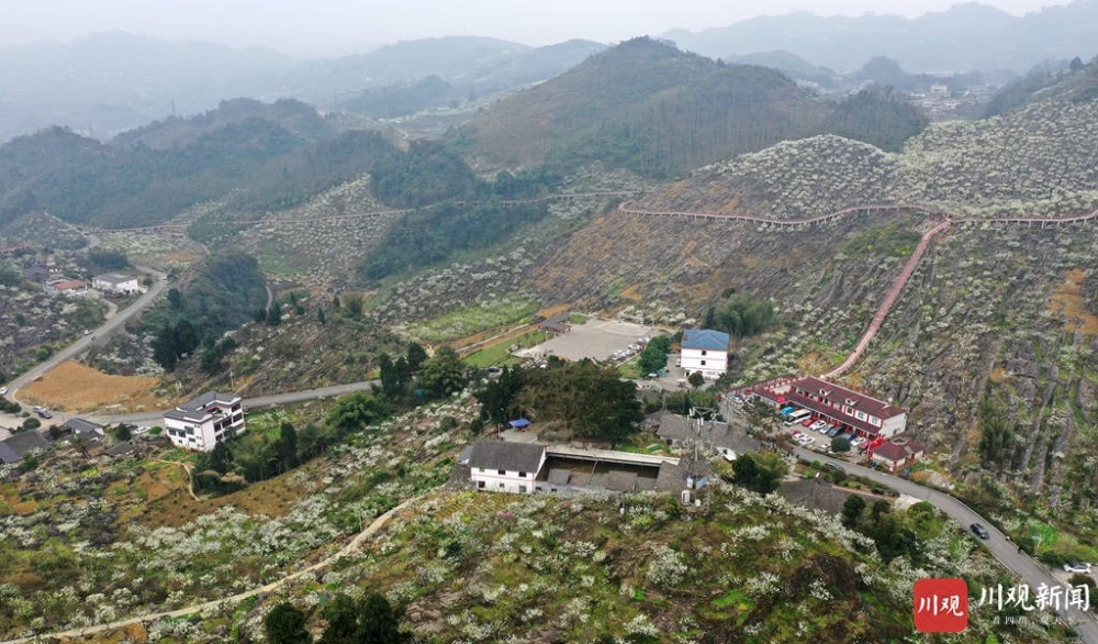 筠连县腾达镇春风村,千亩李树迎着春风怒放,吸引大量市民前来赏花游玩