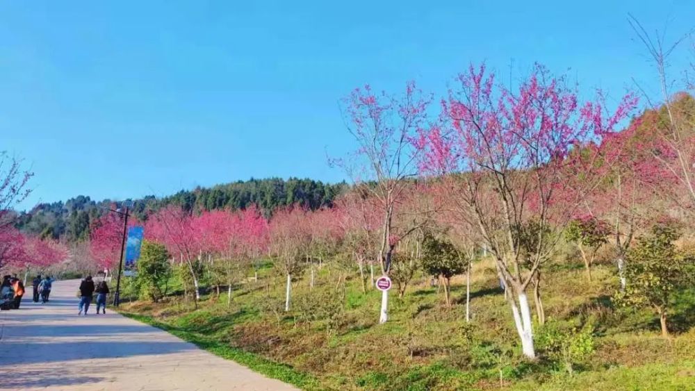 ▽▽▽柏林古镇樱花谷开园啦!2022年2月26日