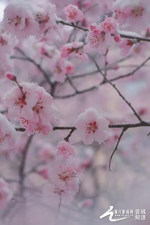 太行桃花浴春雪