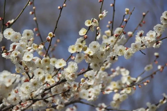 来认认这些常见梅花品种,助你成为赏"梅"达人